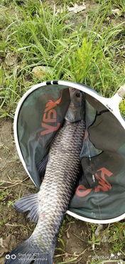 青鱼在线视频免费观看,青鱼在线视频免费观看，解锁海量精彩内容