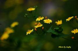 野花福利在线视频导航,探索未知的花海世界